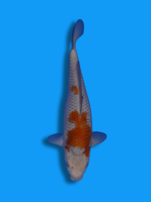 Ochiba Shigure | Koi&Co.